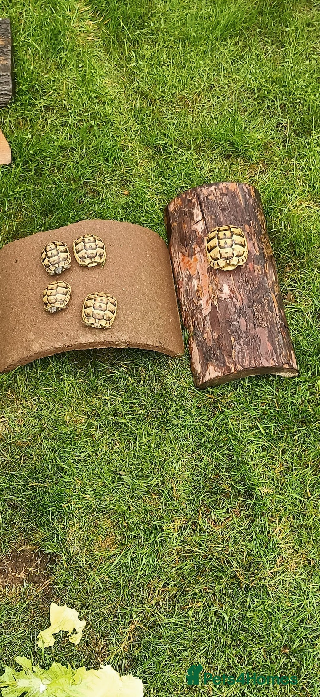Hermann Tortoise reptiles for sale: 5 Spur Thighed Tortoises  - Image 22