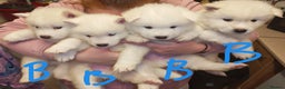 Akita dogs for sale: Akita puppys ready now  - Advert 31