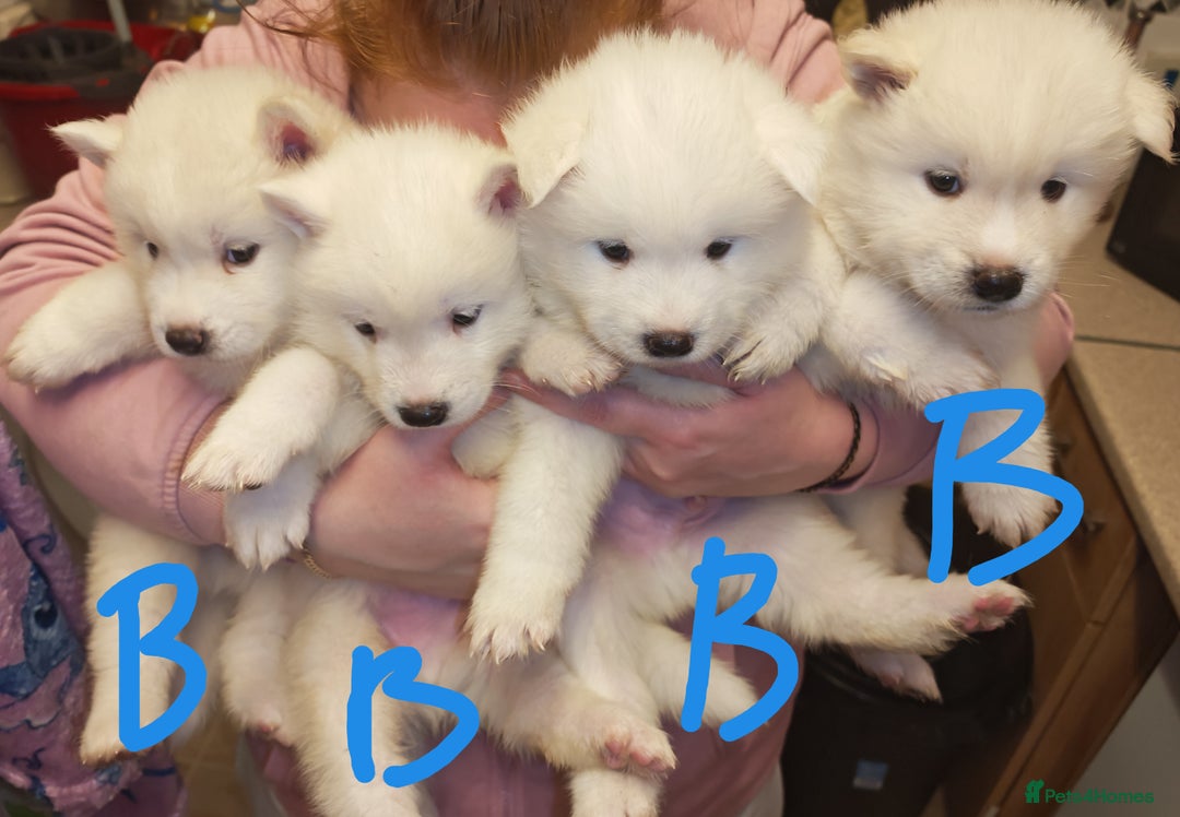 Akita dogs for sale: Akita puppys ready now  - Advert 31