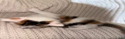 American Shorthair cats for sale: Cuddly Cute Kalic Kittens🐾 - Advert 32