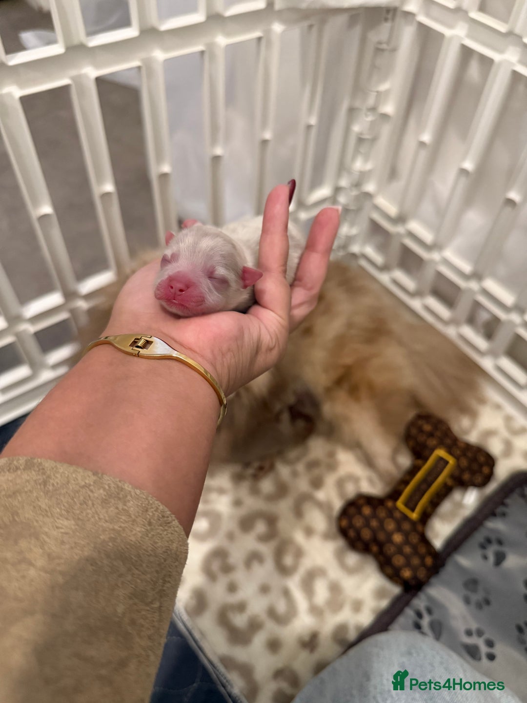 Pomeranian dogs for sale: Small & Fluffy Pomeranian Puppies Ready to Reserve - Advert 15