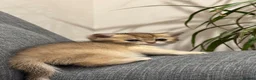 British Shorthair cats for sale: Scottish golden chinchilla ready for new homes  - Advert 35