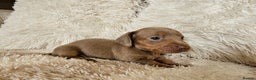 Miniature Dachshund dogs for sale: MINI DACHSHUNDS READY 20TH DEC  - Advert 25
