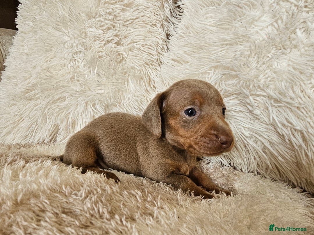 Miniature Dachshund dogs for sale: MINI DACHSHUNDS READY 20TH DEC  - Advert 25