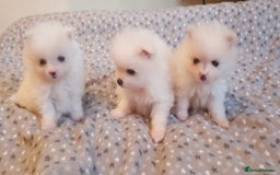 Pomeranian dogs for stud: Russian pure white stud in Manchester - Image 5