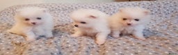 Pomeranian dogs for stud: Russian pure white stud in Manchester - Advert 5