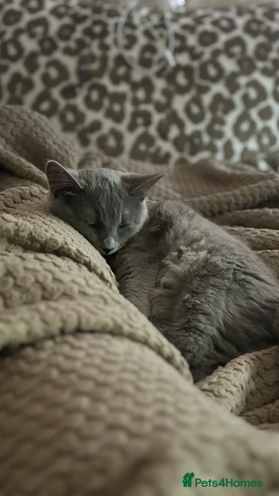 British Shorthair cats for sale: BSH X Ragdoll F 6M Kitten  in Canterbury - Advert 7