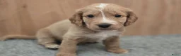 Cockapoo dogs for sale: 5 Gorgeous Cockapoo Puppies - Advert 2