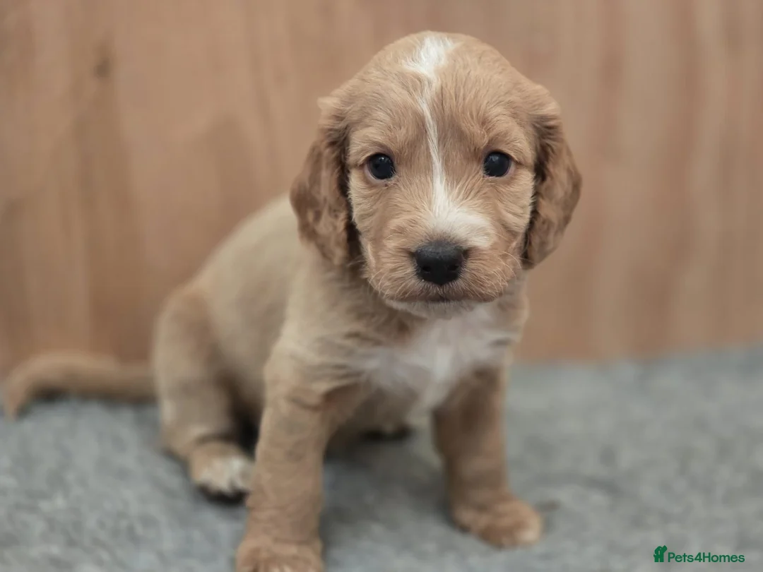 Cockapoo dogs for sale: 5 Gorgeous Cockapoo Puppies - Advert 2