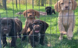 Cocker Spaniel dogs for sale: Cocker Spaniel pups - Image 2
