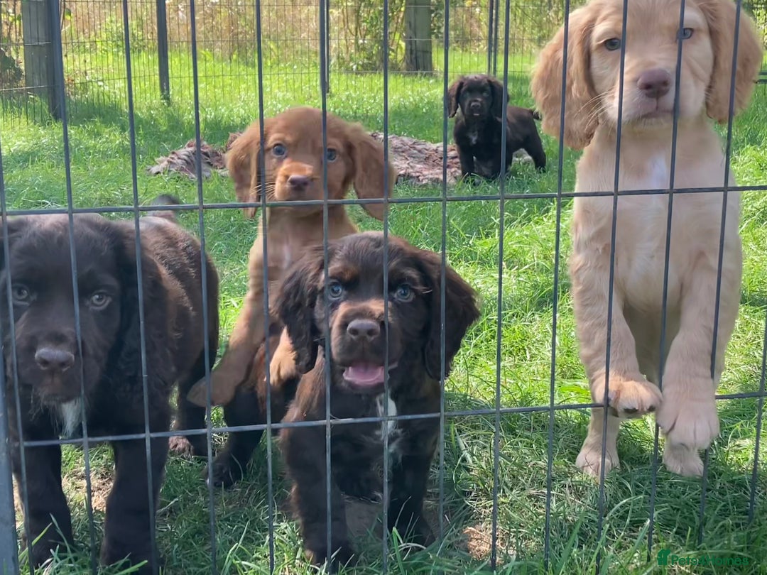 Cocker Spaniel dogs for sale: Cocker Spaniel pups - Image 2