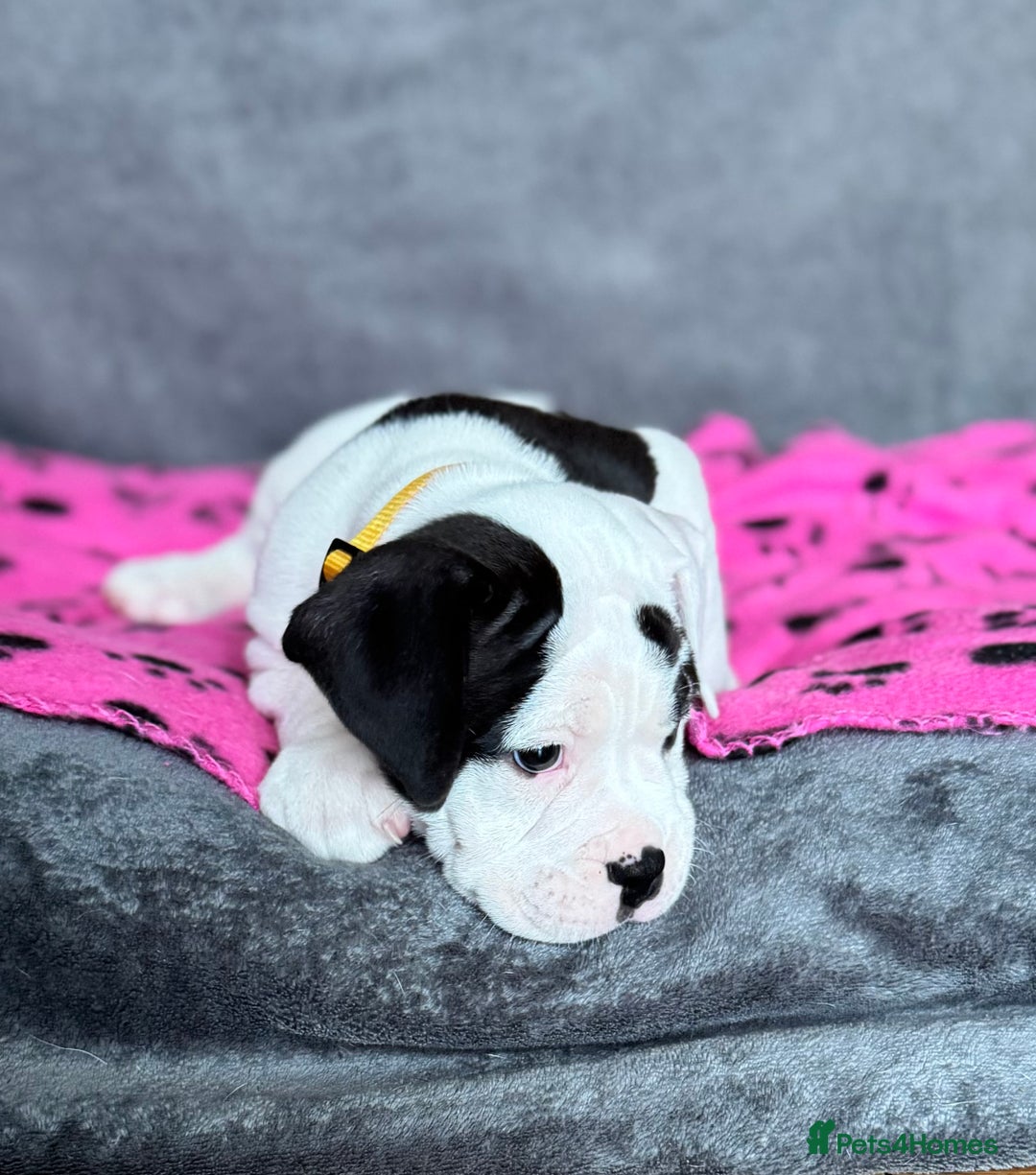 Old Tyme Bulldog dogs for sale: 🩷🩷Old Tyme Bulldog Puppies🩷🩷 - Image 14