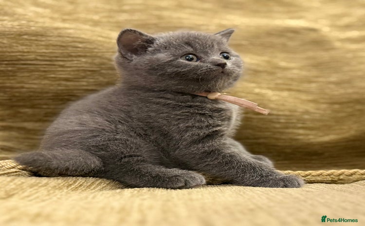 British Shorthair cats - Advert 10