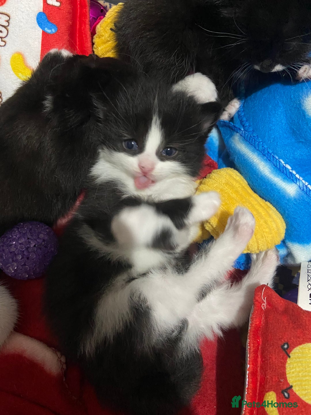 Domestic Shorthair cats for sale: Female kittens - Image 10