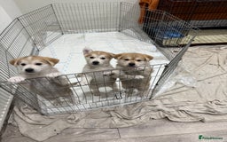 Shepsky dogs for sale: Shepsky pups  - Image 1