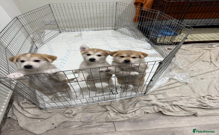 Shepsky dogs - Advert 1