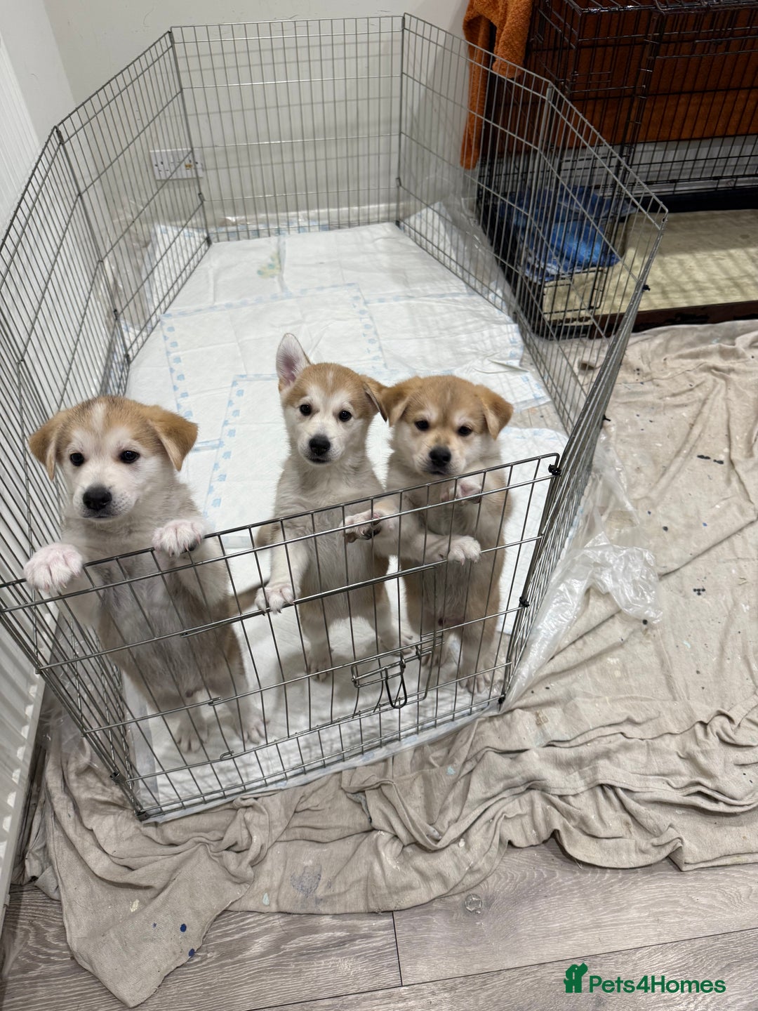 Shepsky dogs for sale: Shepsky pups  - Image 1