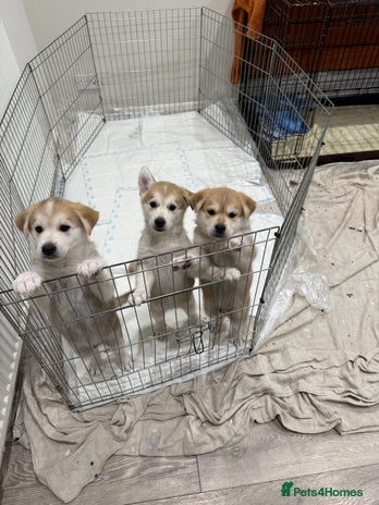 Shepsky dogs - Advert 1