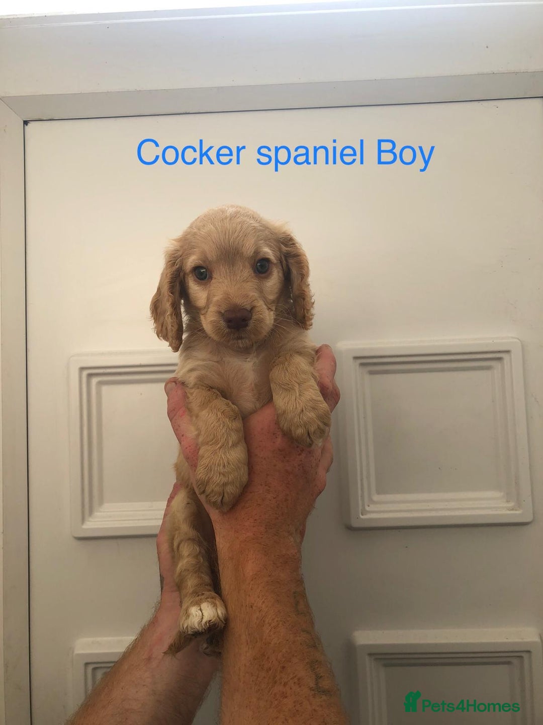 Cockapoo dogs for sale: cocker Spaniel puppies  - Image 6
