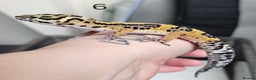 Leopard Gecko reptiles for sale: Baby leopard geckos - Advert 12