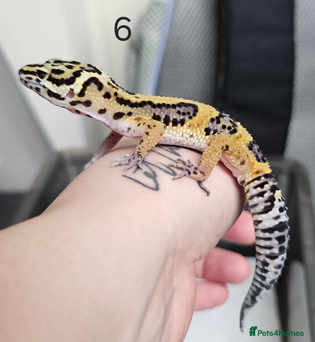 Leopard Gecko reptiles for sale: Baby leopard geckos - Advert 12