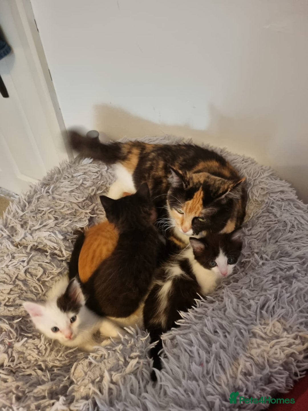 Mixed Breed cats for sale: Ragdoll Turkish angora mix  - Image 4