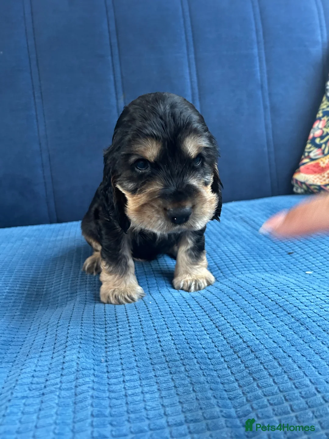 Cocker Spaniel dogs for sale: Beautiful Show cocker spaniel puppies  - Advert 26
