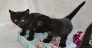 Mixed Breed cats - Advert 1