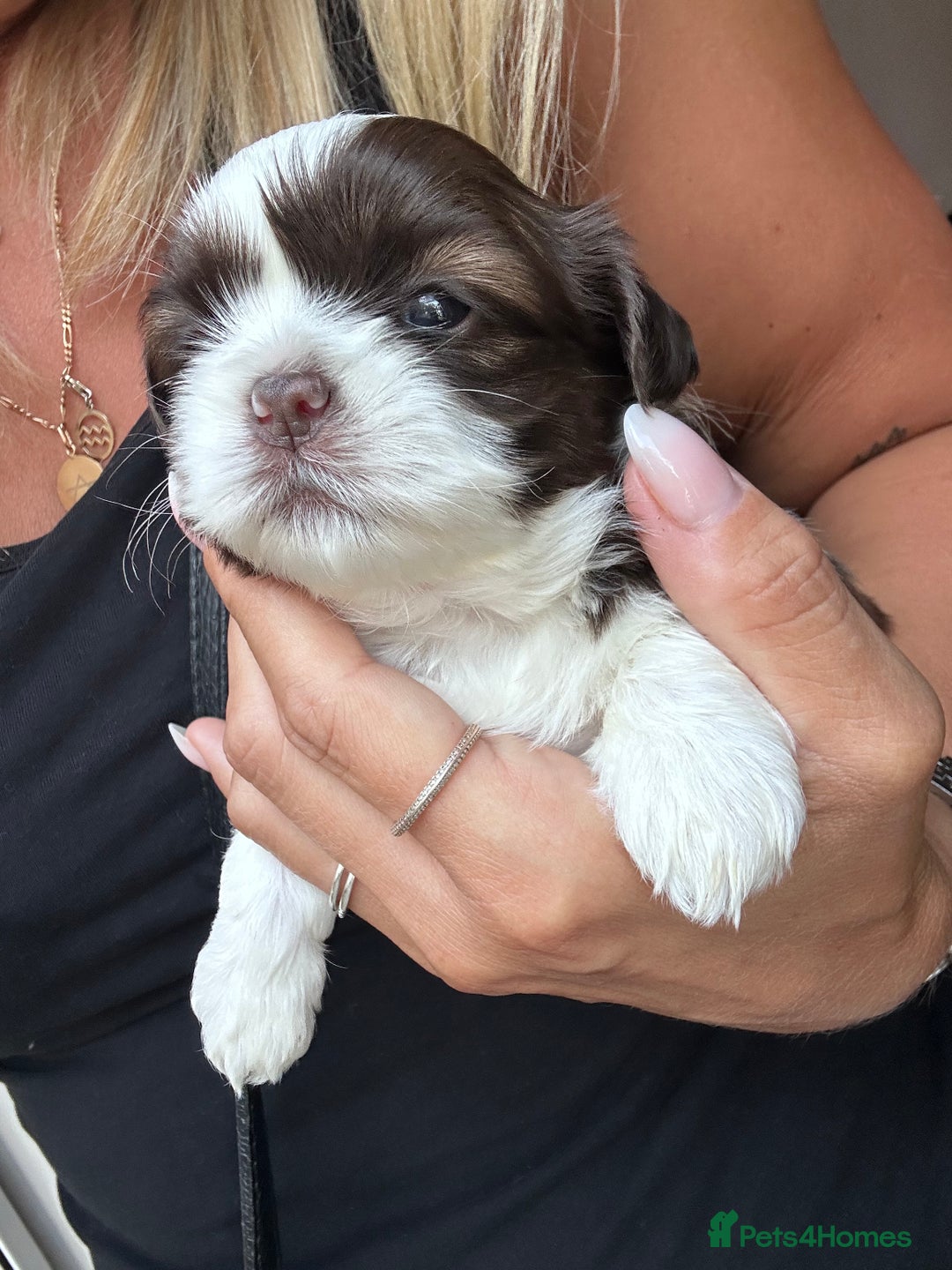 Shih Tzu dogs for sale: ShihTzu  - Image 18