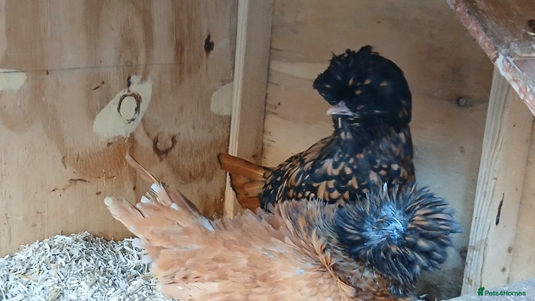 Chickens poultry for sale: 2 x polish punnets  - Advert 2