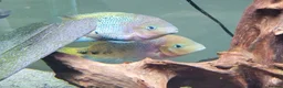Cichlids fish for sale: CichlidS  - Advert 3