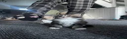 Maine Coon cats for sale: Maine coon kittens  in Mansfield - Advert 9