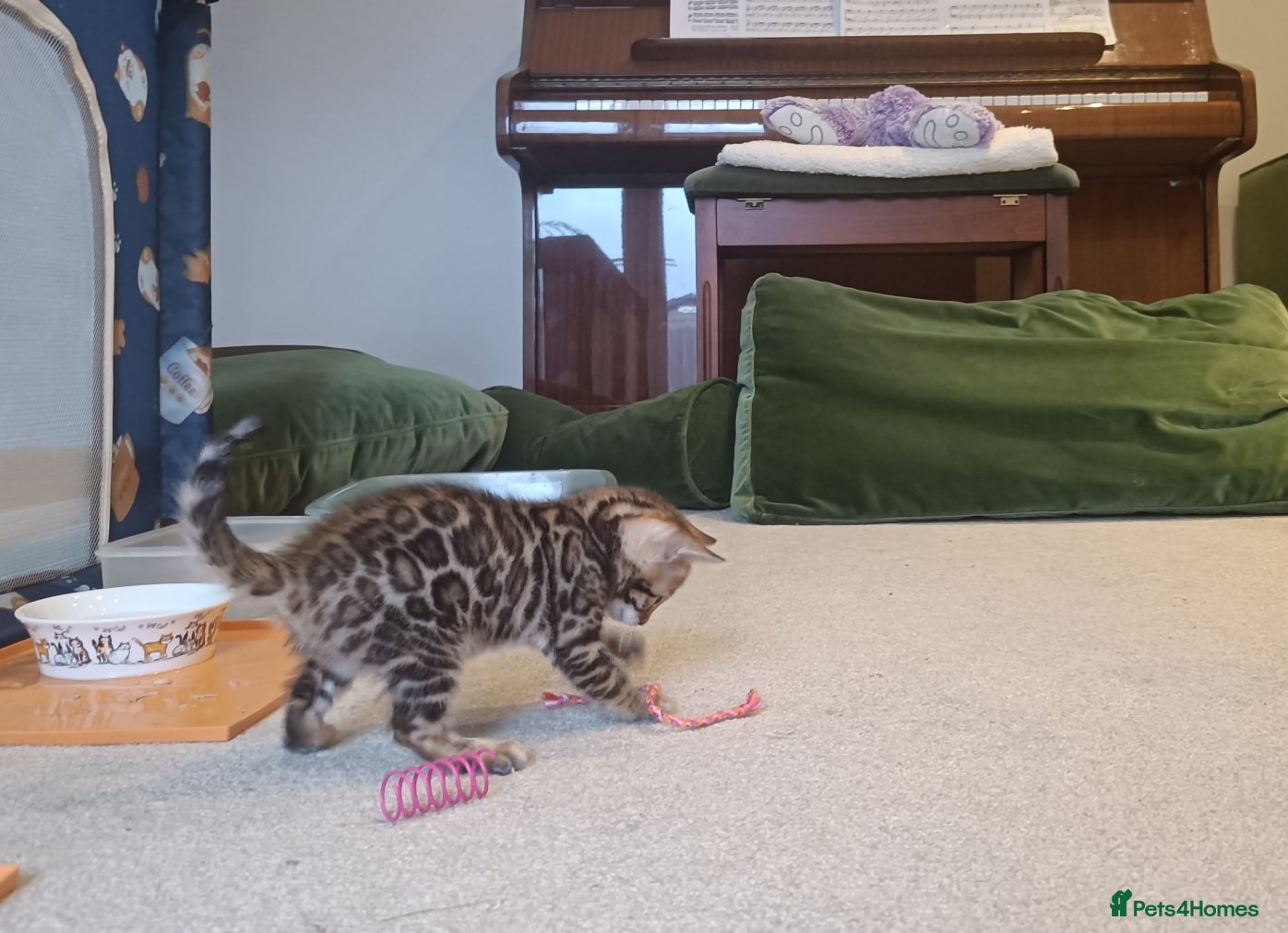 Bengal cats for sale: Absolutely beautiful pedigree bengal kittens - Advert 8