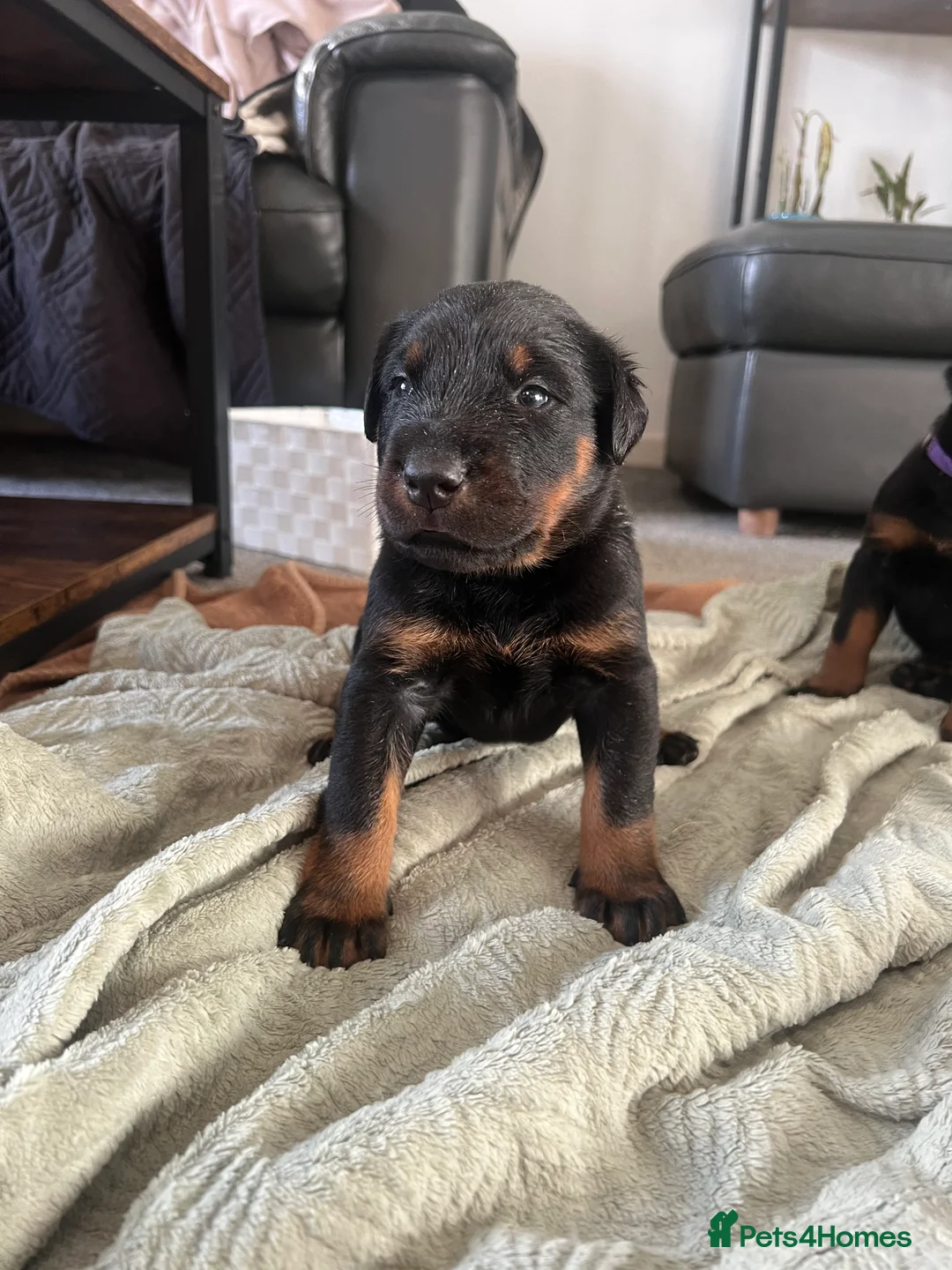 Mixed Breed dogs for sale: Adorable Doberman & Beauceron puppies for sale - Advert 18