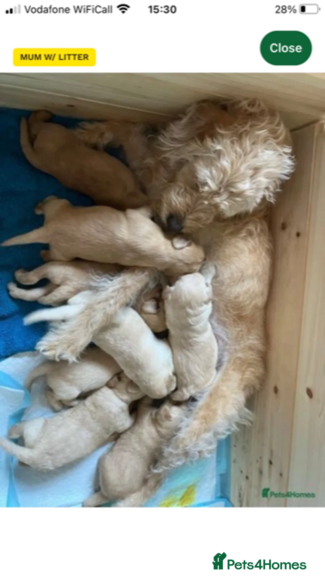 Labradoodle dogs for stud: Multigen/F3b Labradoodle Stud in Calne - Advert 26