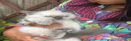 Ragdoll cats for sale: ACTIVE Bicolor Registered Ragdoll kittens - Advert 35