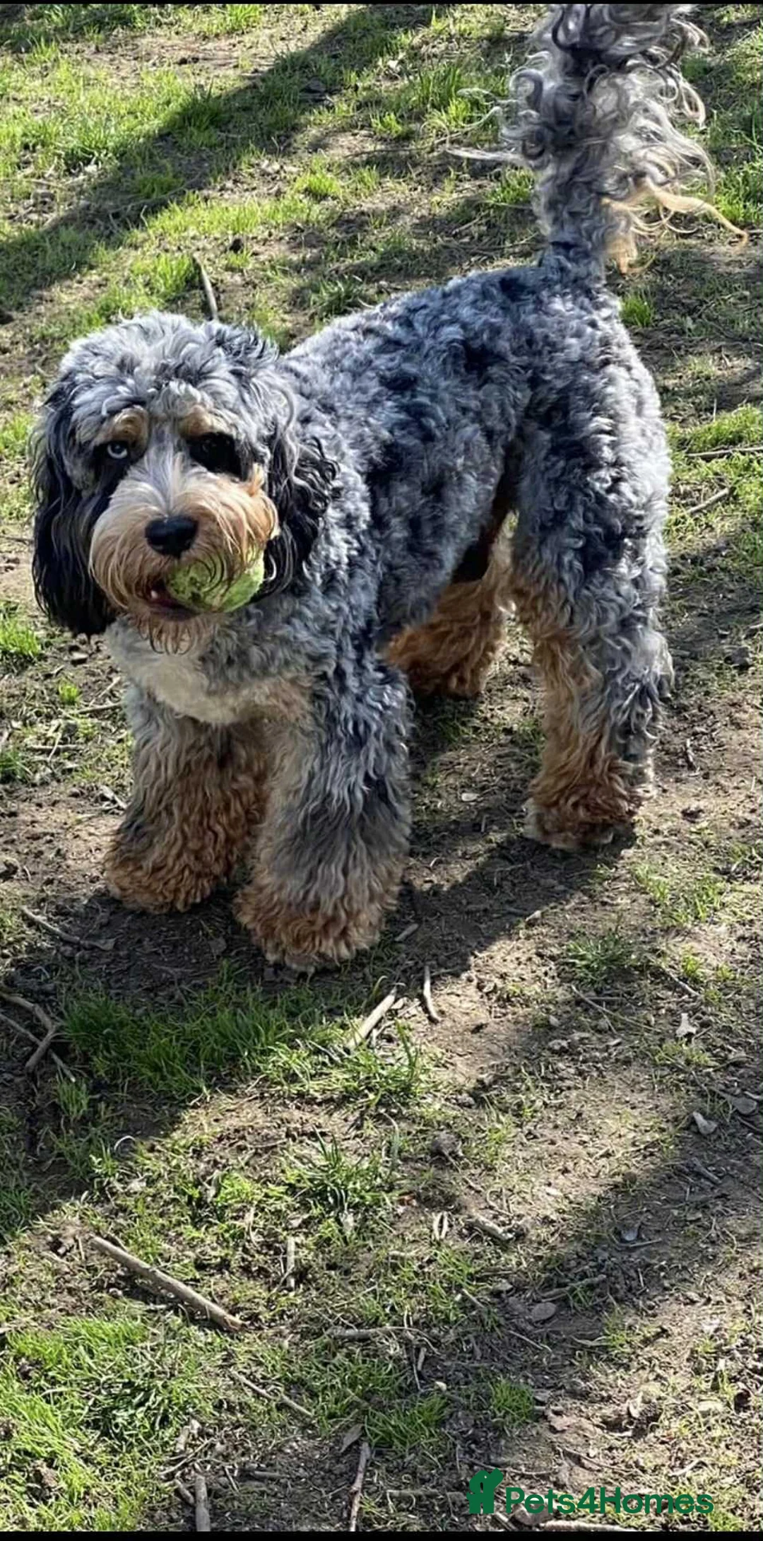 Cockapoo dogs for stud: unique and beautiful f3 american cockapoo stud - Advert 16