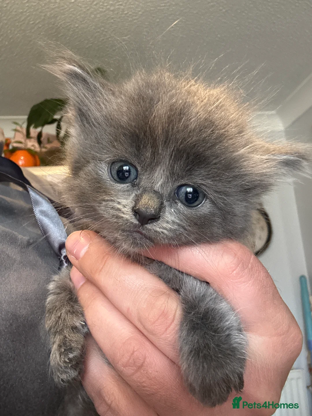 Ragdoll cats for sale: Ragdoll/Nebelung kittens - Advert 2