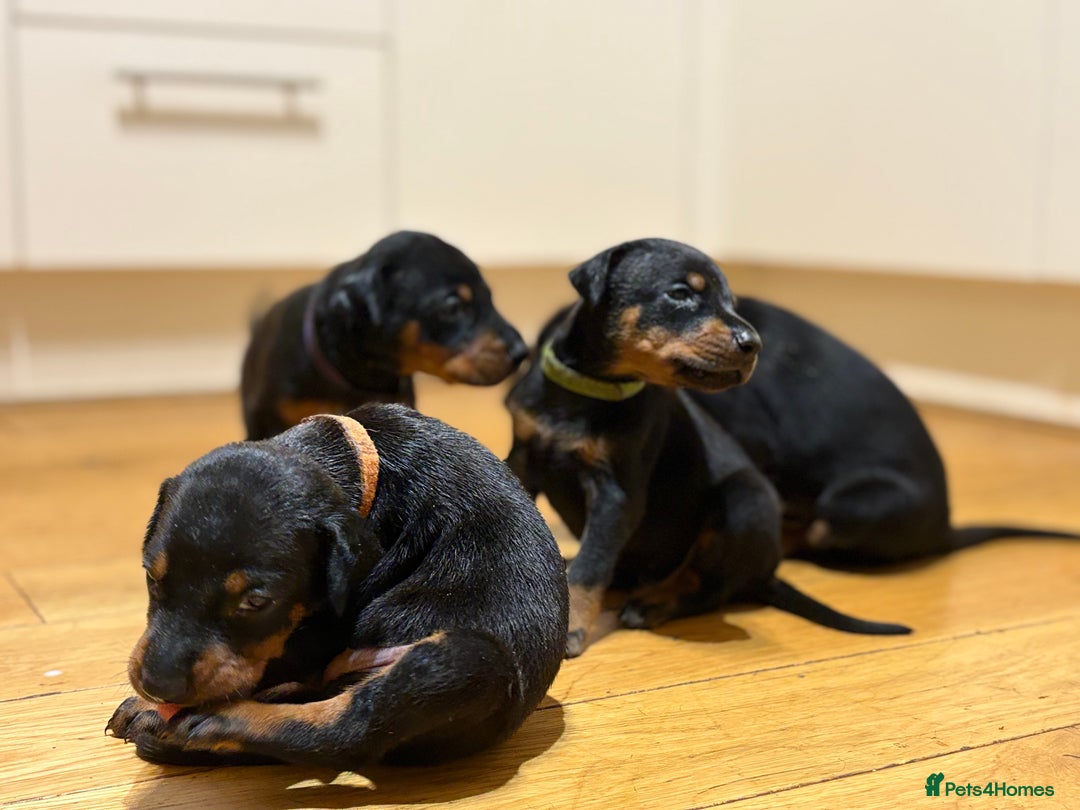 Dobermann dogs for sale: 🌟🌟KC Dobermanns - 38+ Champions in Bloodline🌟🌟 in London - Image 10