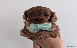 Cavapoo dogs for sale: Beautiful F1b male and female Cavapoo available  - Image 6