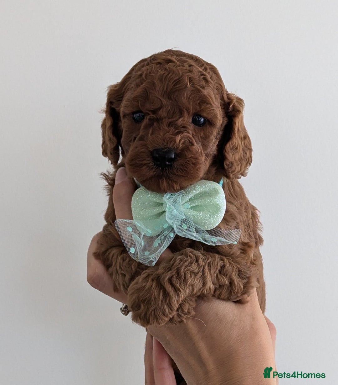 Cavapoo dogs for sale: Beautiful F1b male and female Cavapoo available  - Image 6