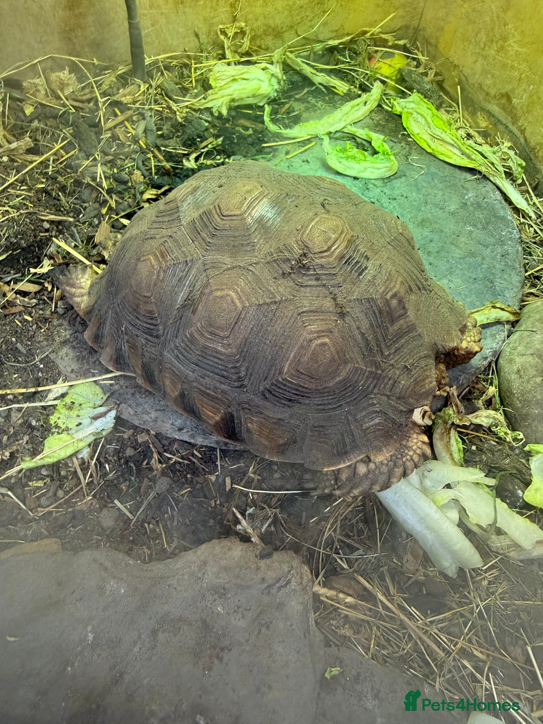Tortoise reptiles for sale: Sulcata tortoise 20 months old - Advert 1