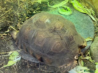 Tortoise reptiles Sulcata tortoise 20 months old - Advert 3