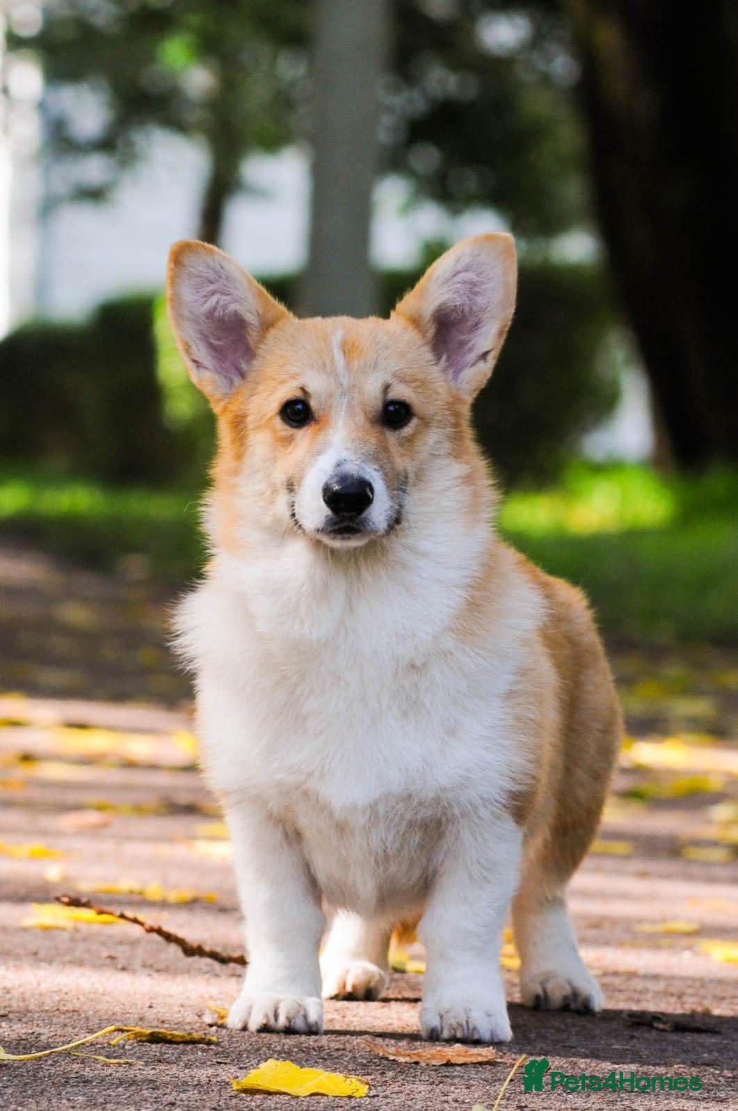 Welsh Corgi Pembroke dogs KC Pembroke Corgis  - Advert 6