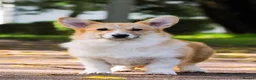 Welsh Corgi Pembroke dogs for sale: KC Pembroke Corgis  - Advert 1