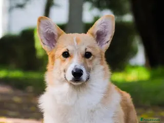 Welsh Corgi Pembroke dogs KC Pembroke Corgis - Advert 7