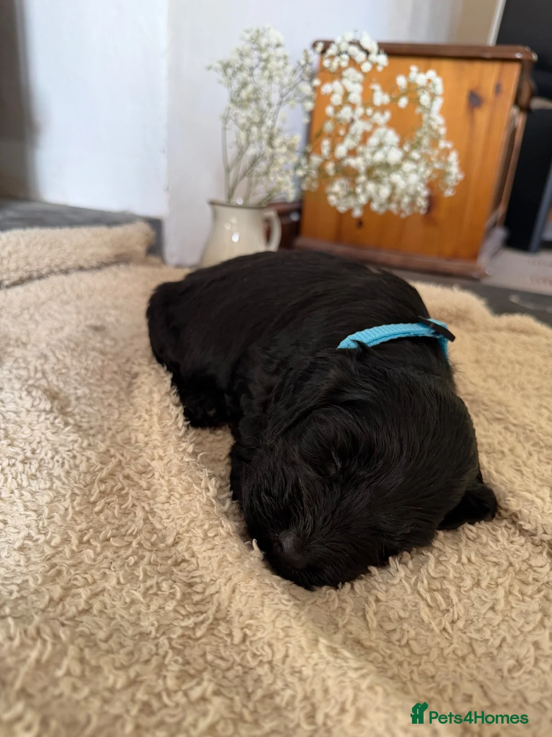 Cockapoo dogs for sale: Health tested F1 Cockapoos  - Advert 39