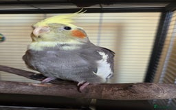 Cockatiels birds for sale: Fully weaned hand tame male baby cockatiel  - Image 8