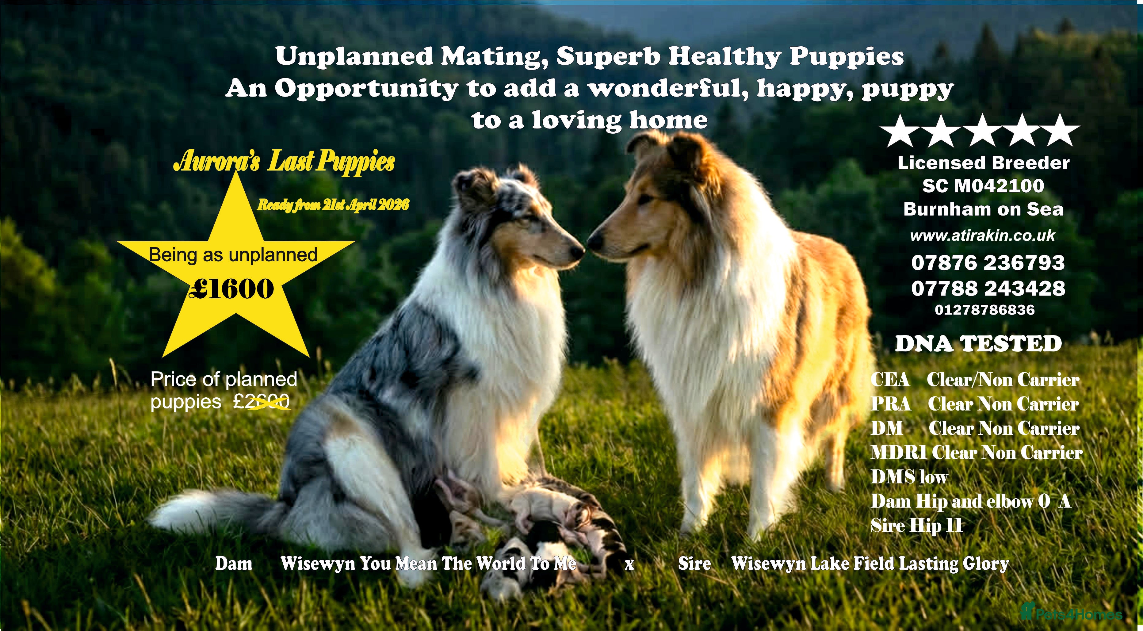 Rough Collie dogs Top Healthy Puppies, clear DNA CEA-DM-MDR1, PRA - Advert 1