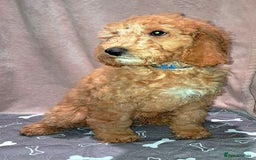 Mixed Breed dogs for sale: FULLY HEALTH TESTED FOX RED MINIATURE COCKAPOOS  - Image 2